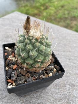 Strombocactus disciformis